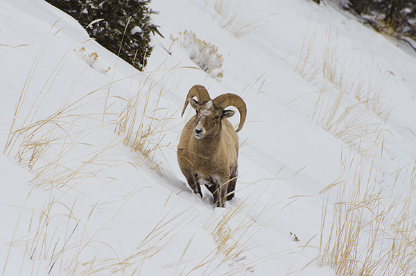 Yellowstone bighorn